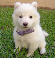 samoyed puppies. Gorgeous bebies