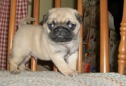 home train pug puppies